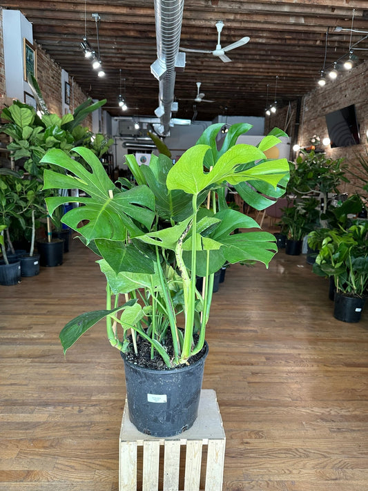 Snake Plant Care - The Succulent City