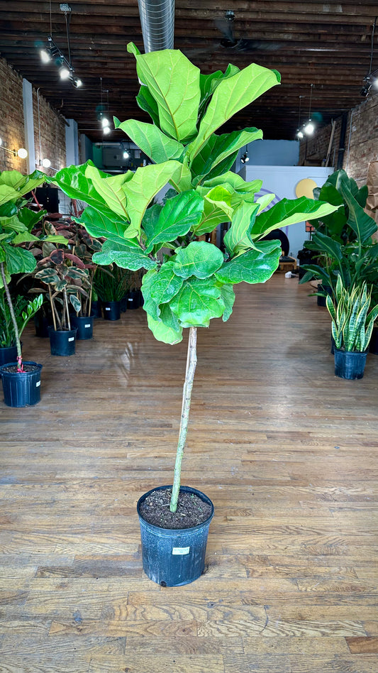 Fiddle Leaf Fig (Tree) - 10" Pot - 4FT Tall