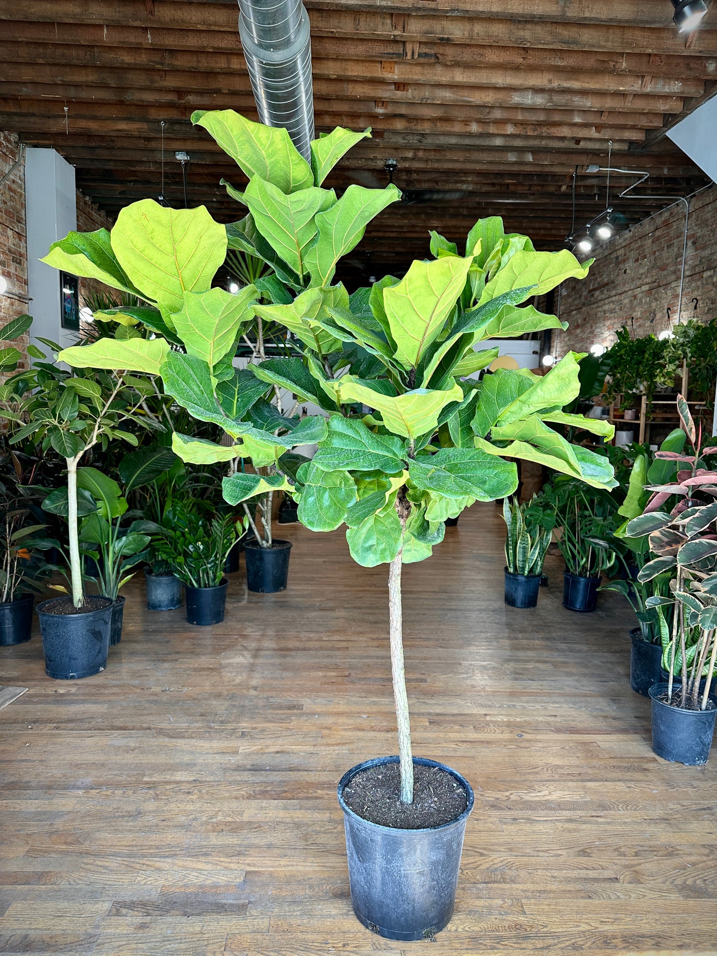 Fiddle Leaf Fig (Tree) - 14" Pot