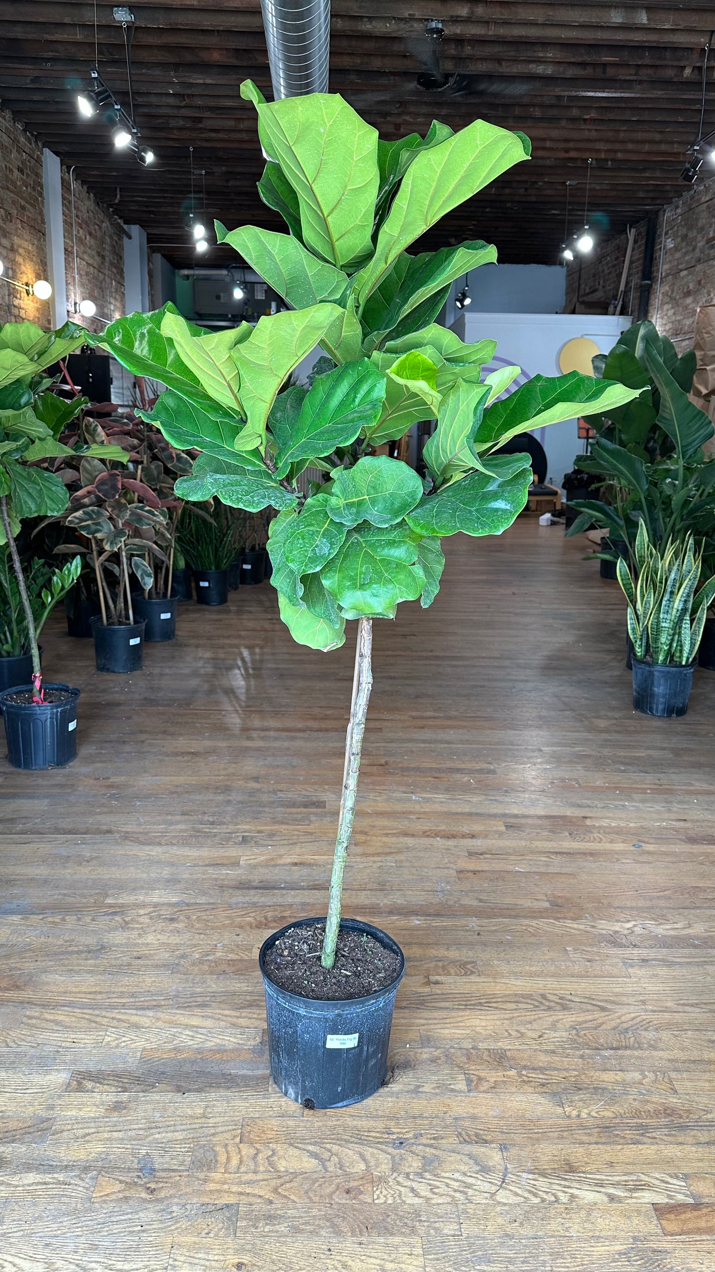 Fiddle Leaf Fig (Tree) - 10" Pot - 4FT Tall