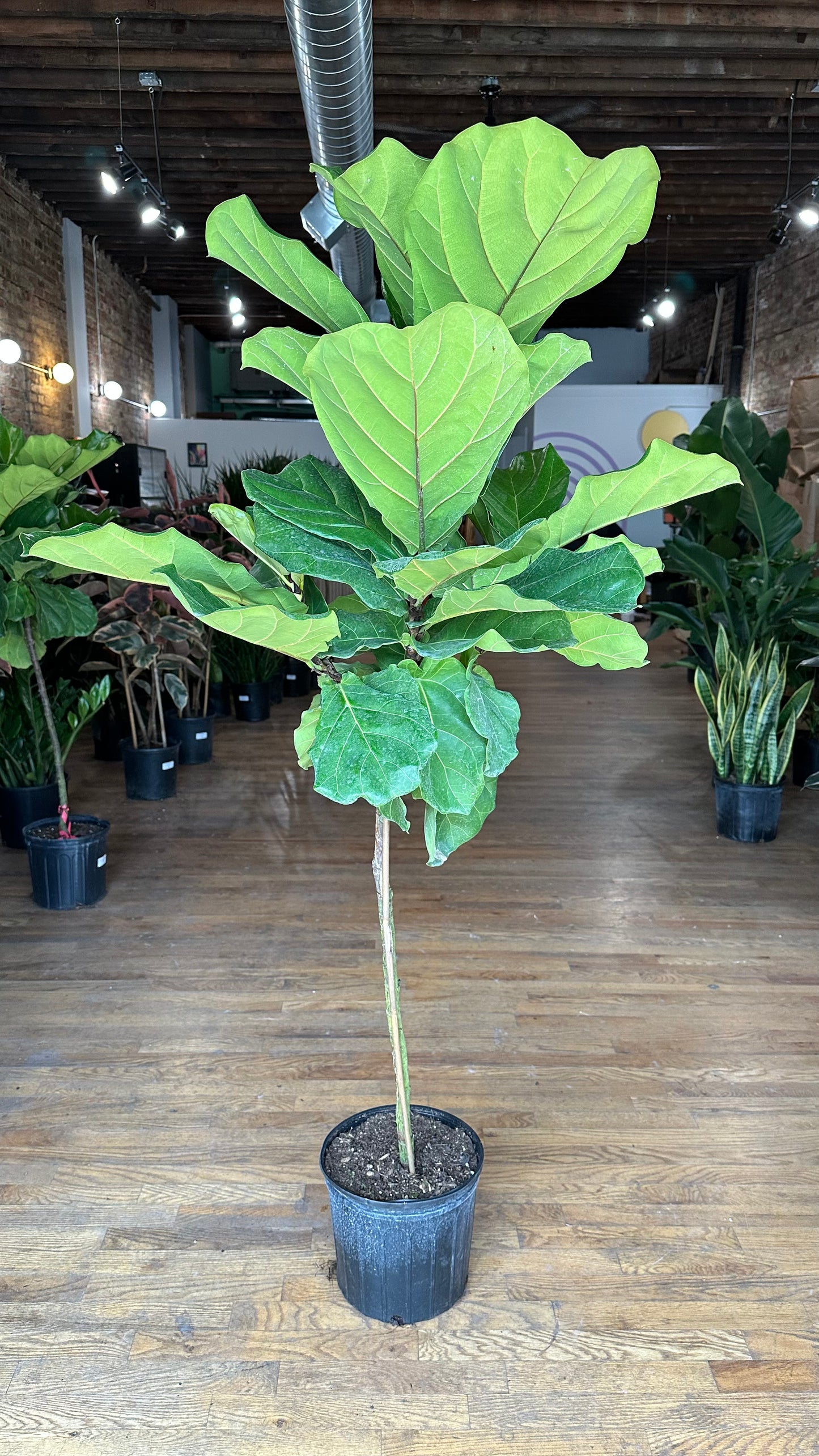 Fiddle Leaf Fig (Tree) - 10" Pot - 4FT Tall