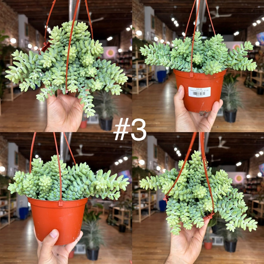 Sedum Burro's Tail - 6"