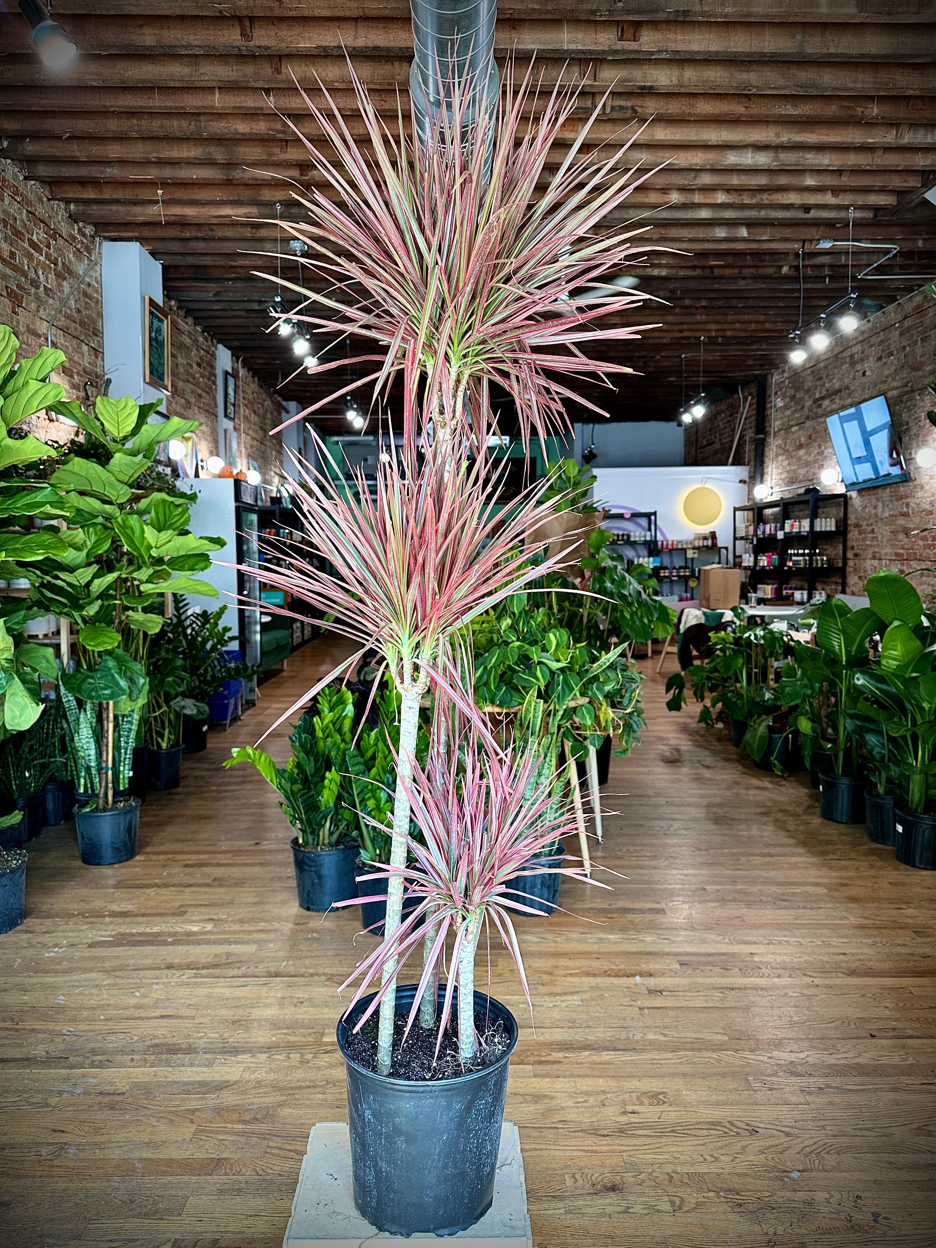 dracaena colorama Big Plants Chicago