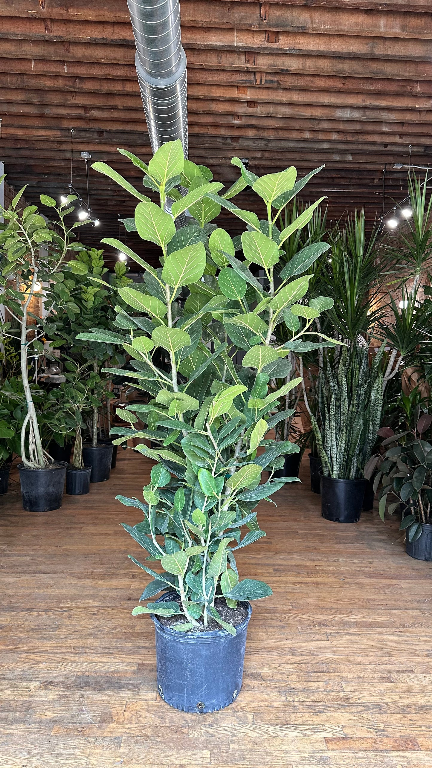 Ficus Audrey XL (Bush) - 14" Pot
