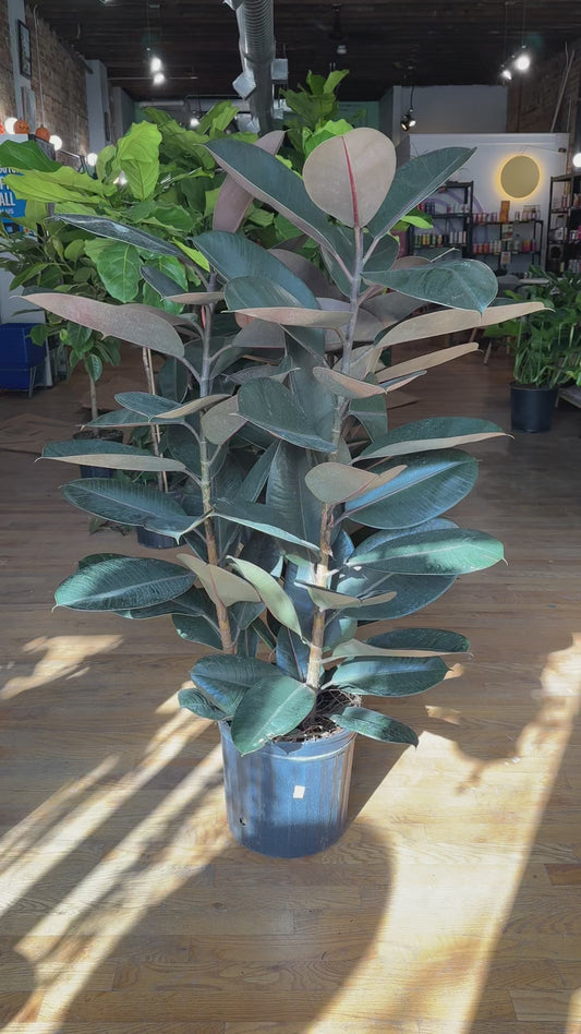 Ficus Burgundy (Rubber Tree) - 14" Pot