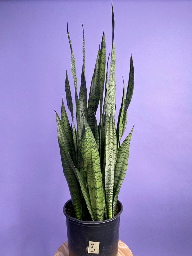 Sansevieria Zeylanica (Snake Plant) - 10" Pot