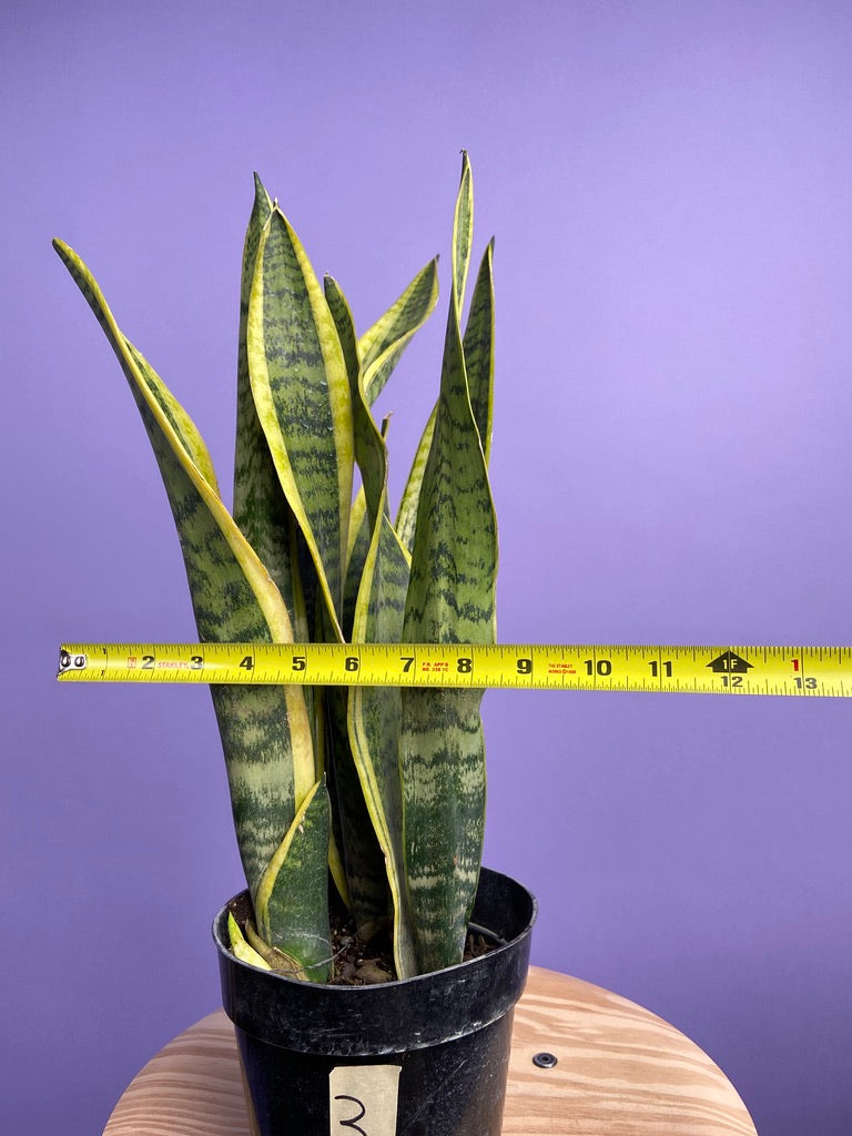 Sansevieria Laurentii (Snake Plant) - 6" Pot