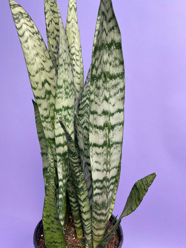 Sansevieria Zeylanica (Snake Plant) - 10" Pot