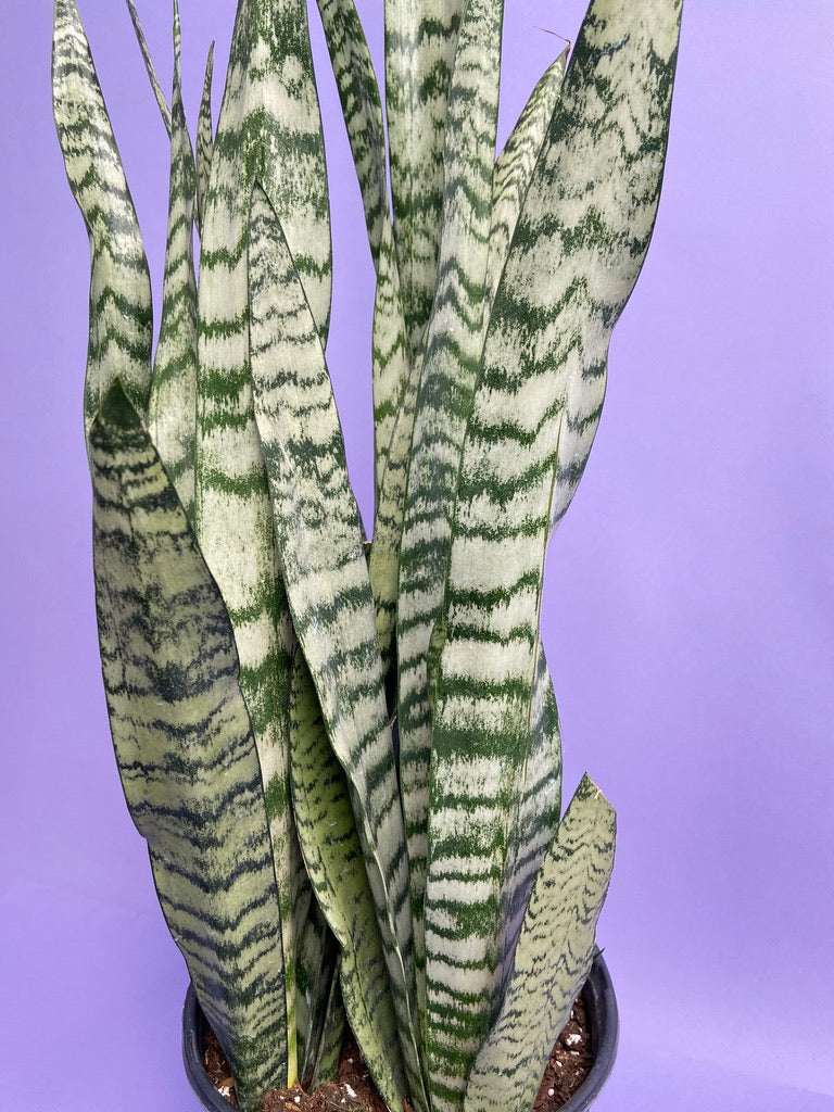 Sansevieria Zeylanica (Snake Plant) - 10" Pot