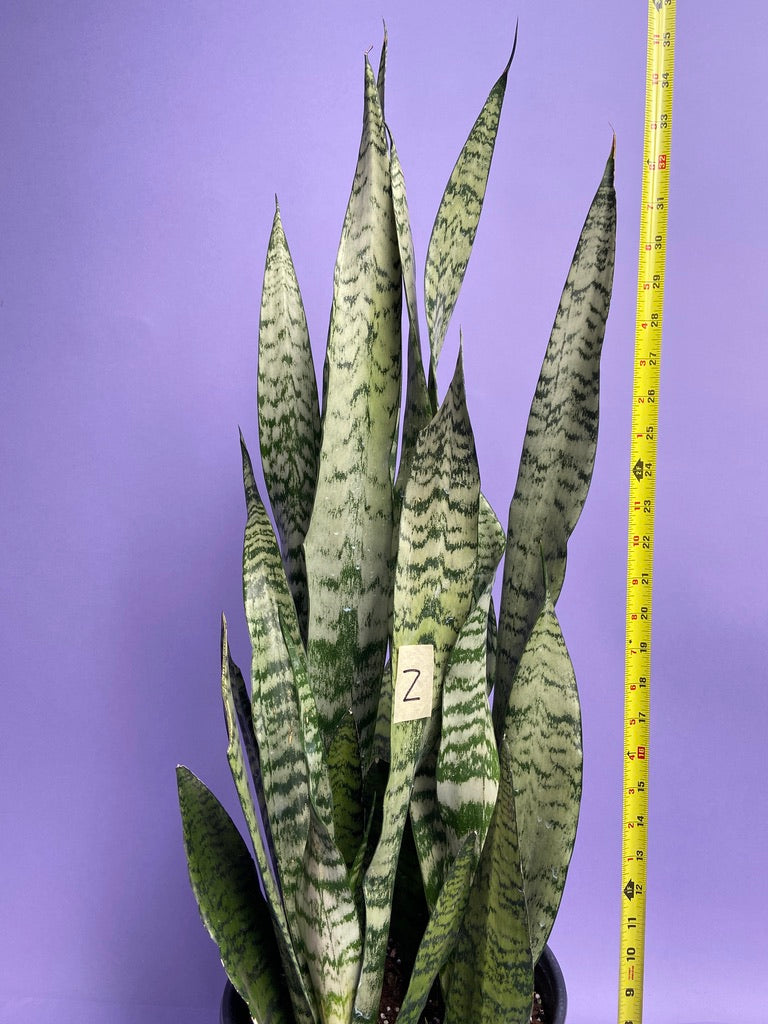 Sansevieria Zeylanica (Snake Plant) - 10" Pot