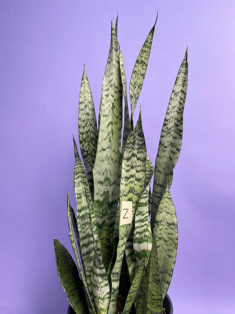 Sansevieria Zeylanica (Snake Plant) - 10" Pot