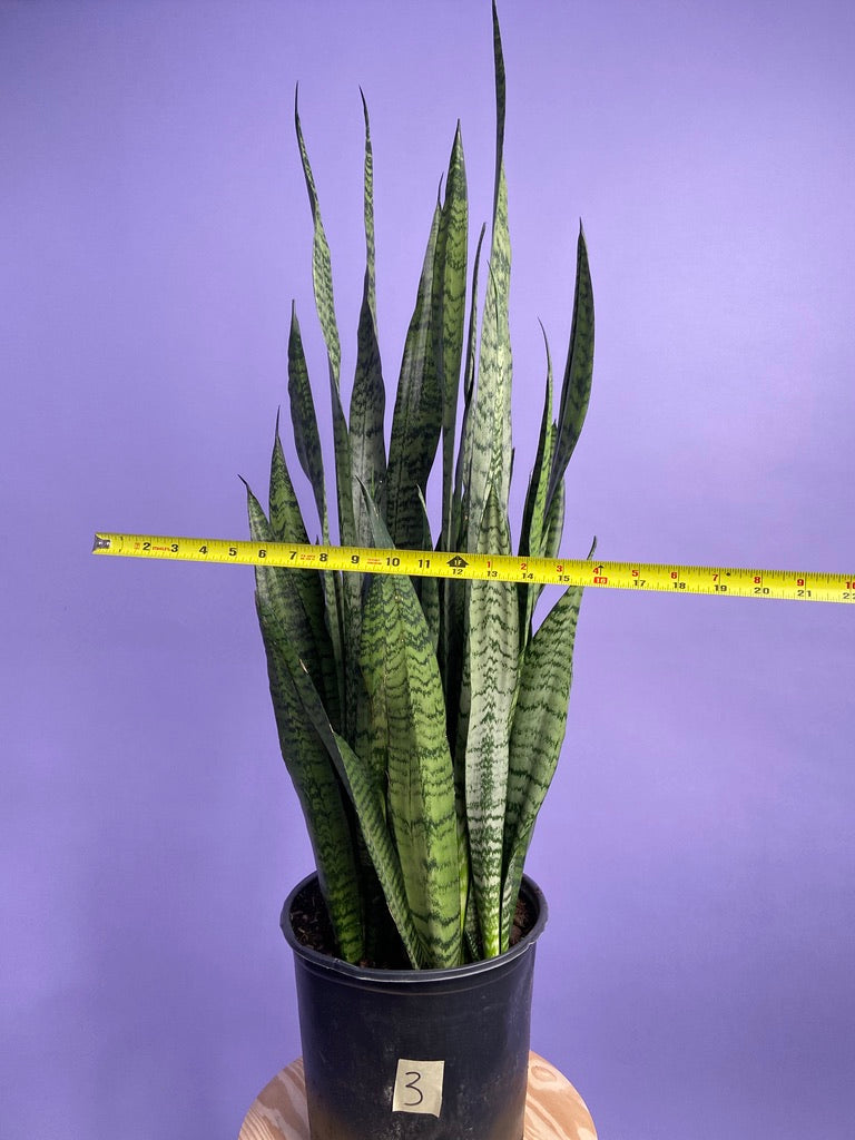 Sansevieria Zeylanica (Snake Plant) - 10" Pot