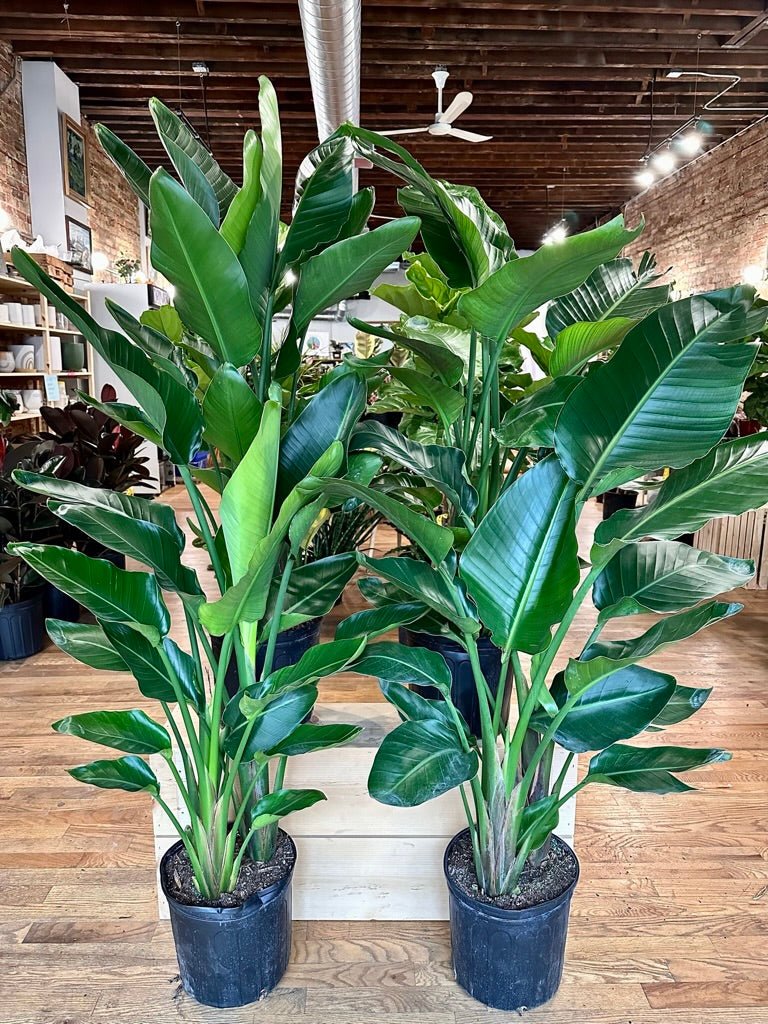 Bird of Paradise - 10" Pot - The Succulent City