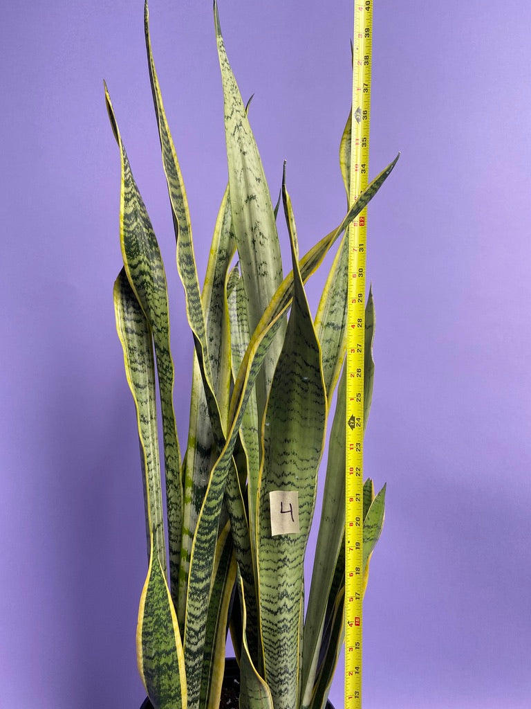 Sansevieria Laurentii (Snake Plant) - 10" Pot