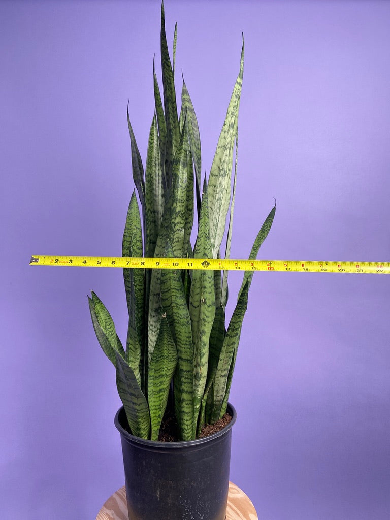 Sansevieria Zeylanica (Snake Plant) - 10" Pot