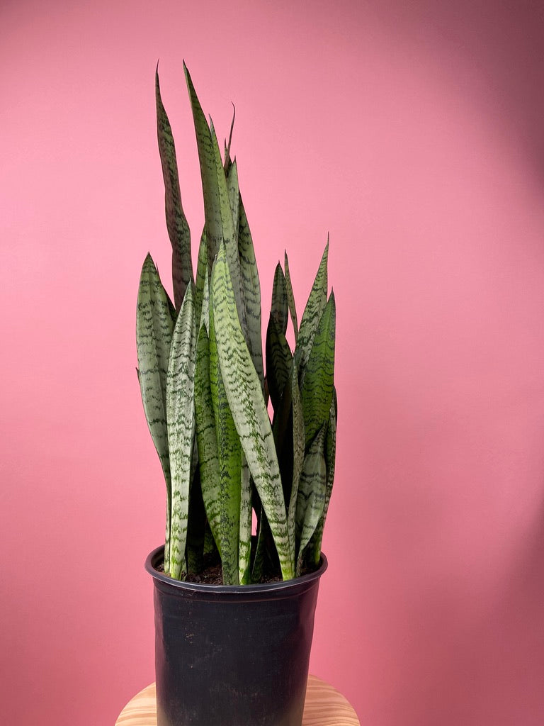 Sansevieria Zeylanica (Snake Plant) - 10" Pot