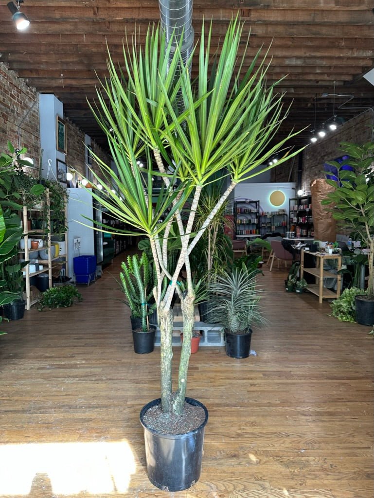 Dracaena Marginata "Character" - 14" Pot - The Succulent City