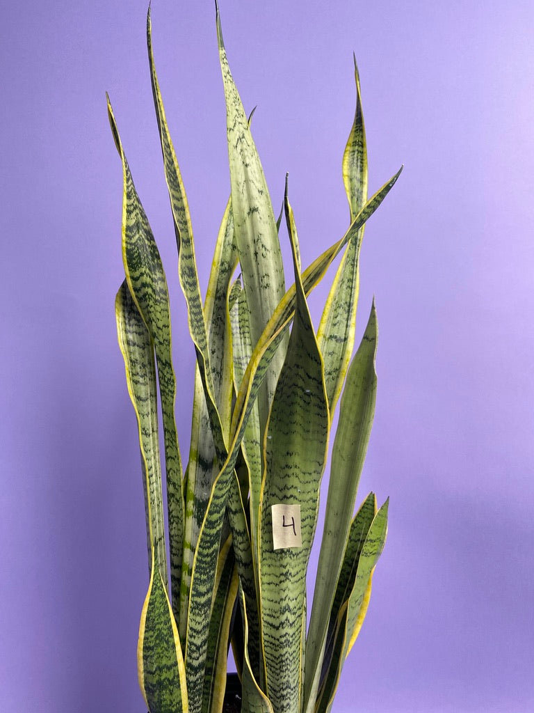 Sansevieria Laurentii (Snake Plant) - 10" Pot