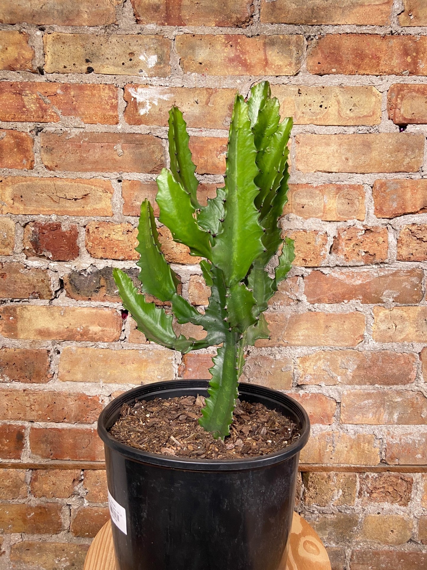 Euphorbia Ingens - 10" - The Succulent City