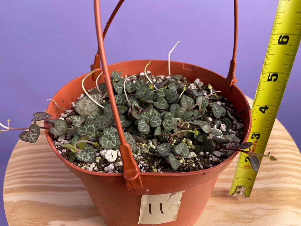 String of Hearts (Ceropegia woodii) - 6"