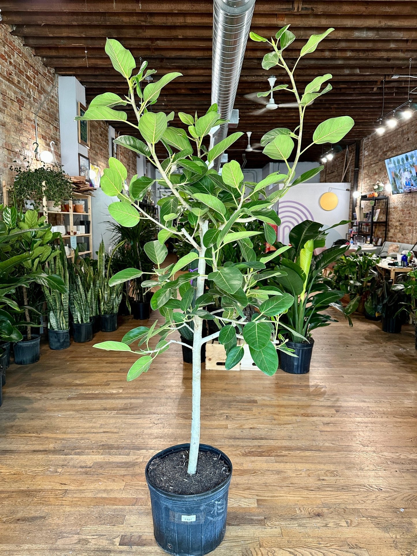Ficus Audrey (Tree) - 14" Pot - The Succulent City