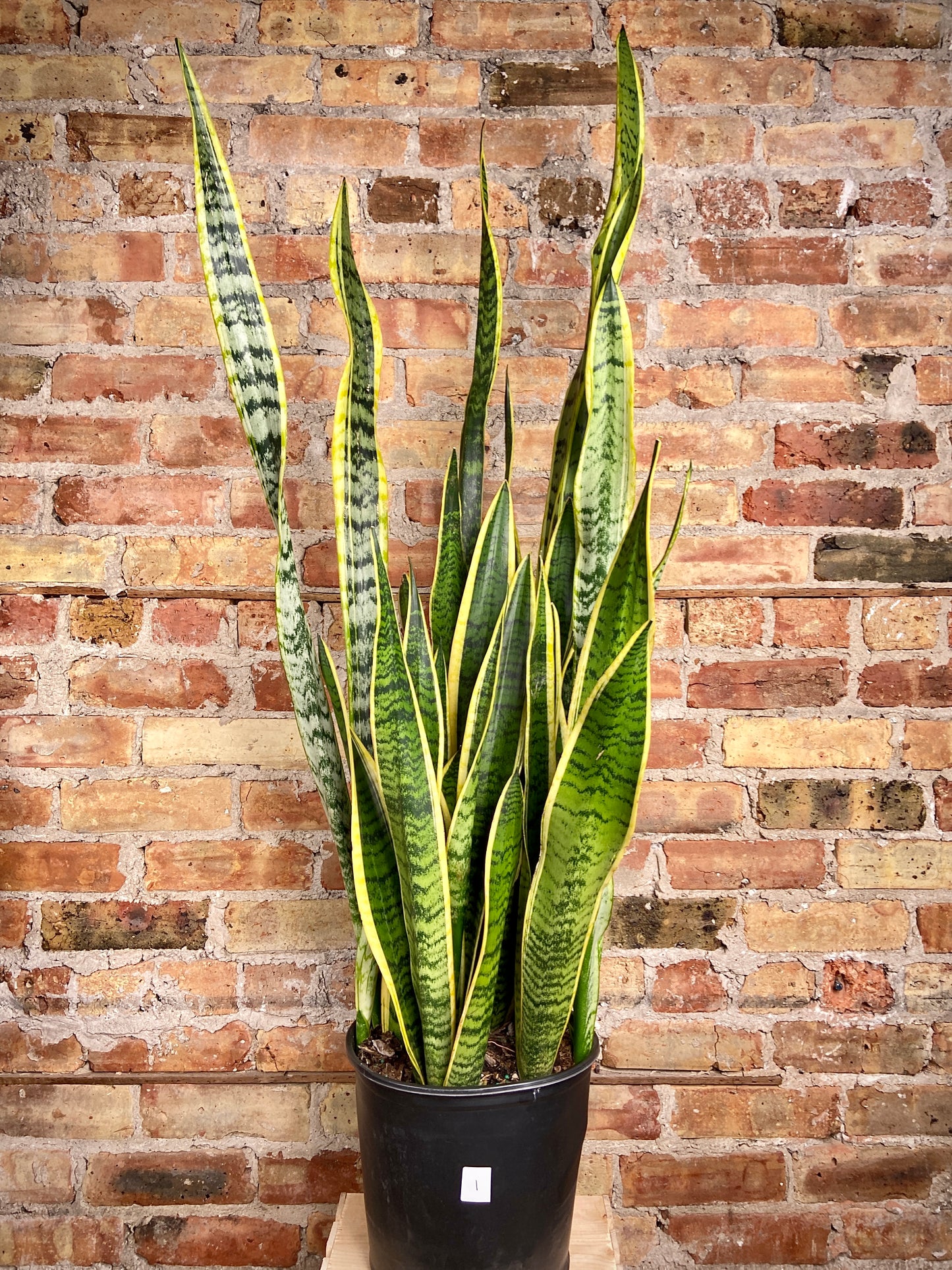 Sansevieria Laurentii (Snake Plant) - 10" Pot