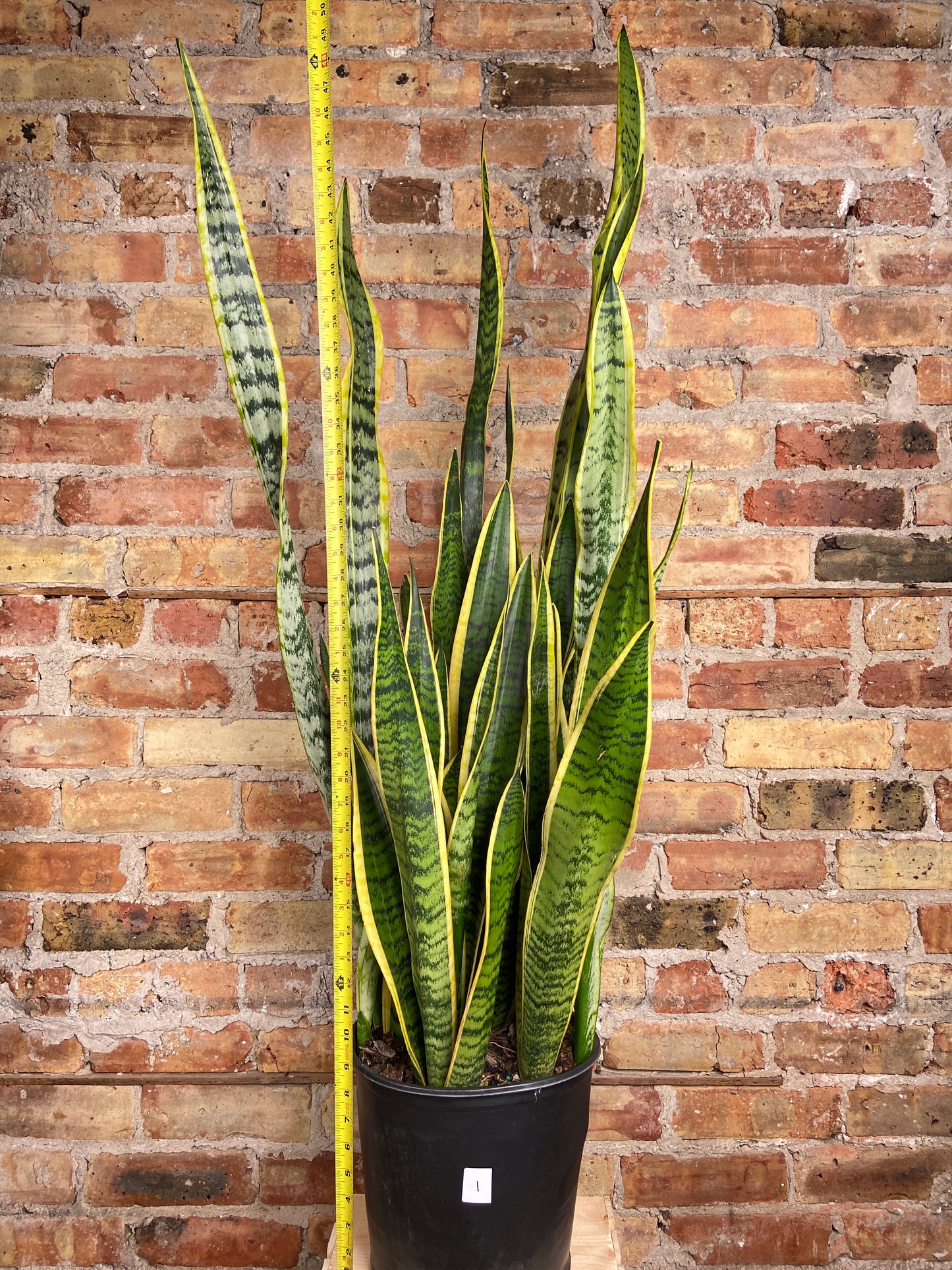 Sansevieria Laurentii (Snake Plant) - 10" Pot