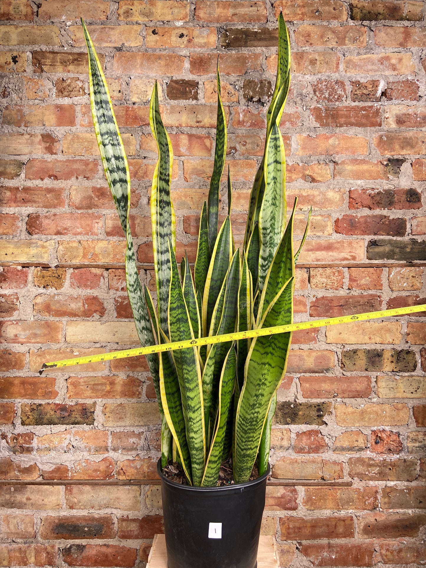 Sansevieria Laurentii (Snake Plant) - 10" Pot