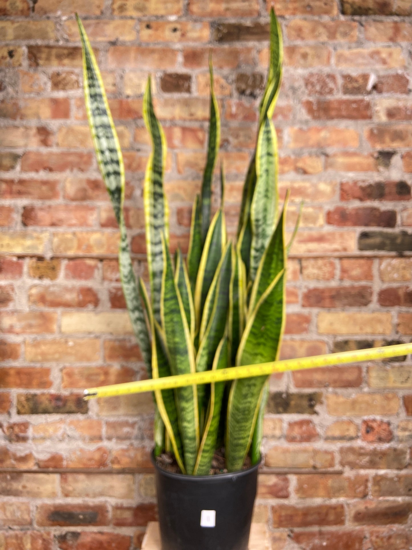Sansevieria Laurentii (Snake Plant) - 10" Pot