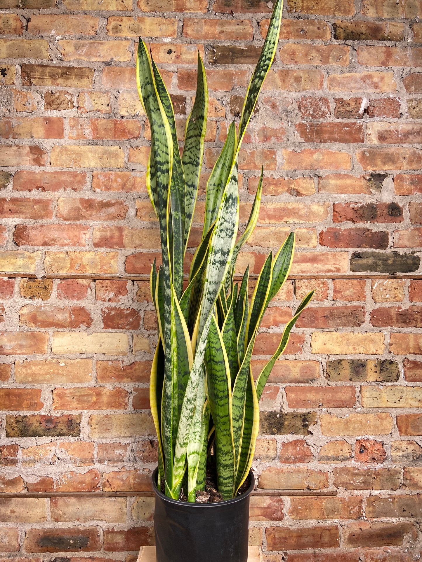 Sansevieria Laurentii (Snake Plant) - 10" Pot