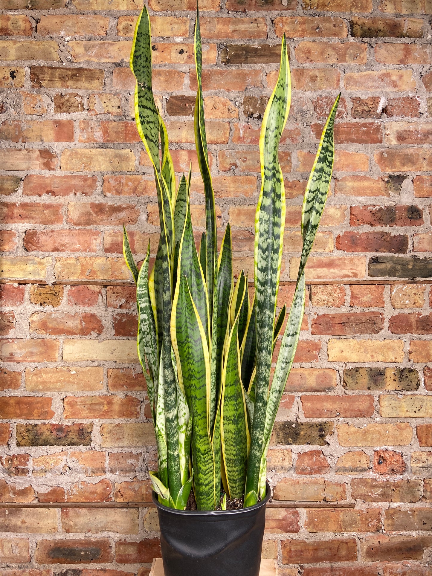 Sansevieria Laurentii (Snake Plant) - 10" Pot