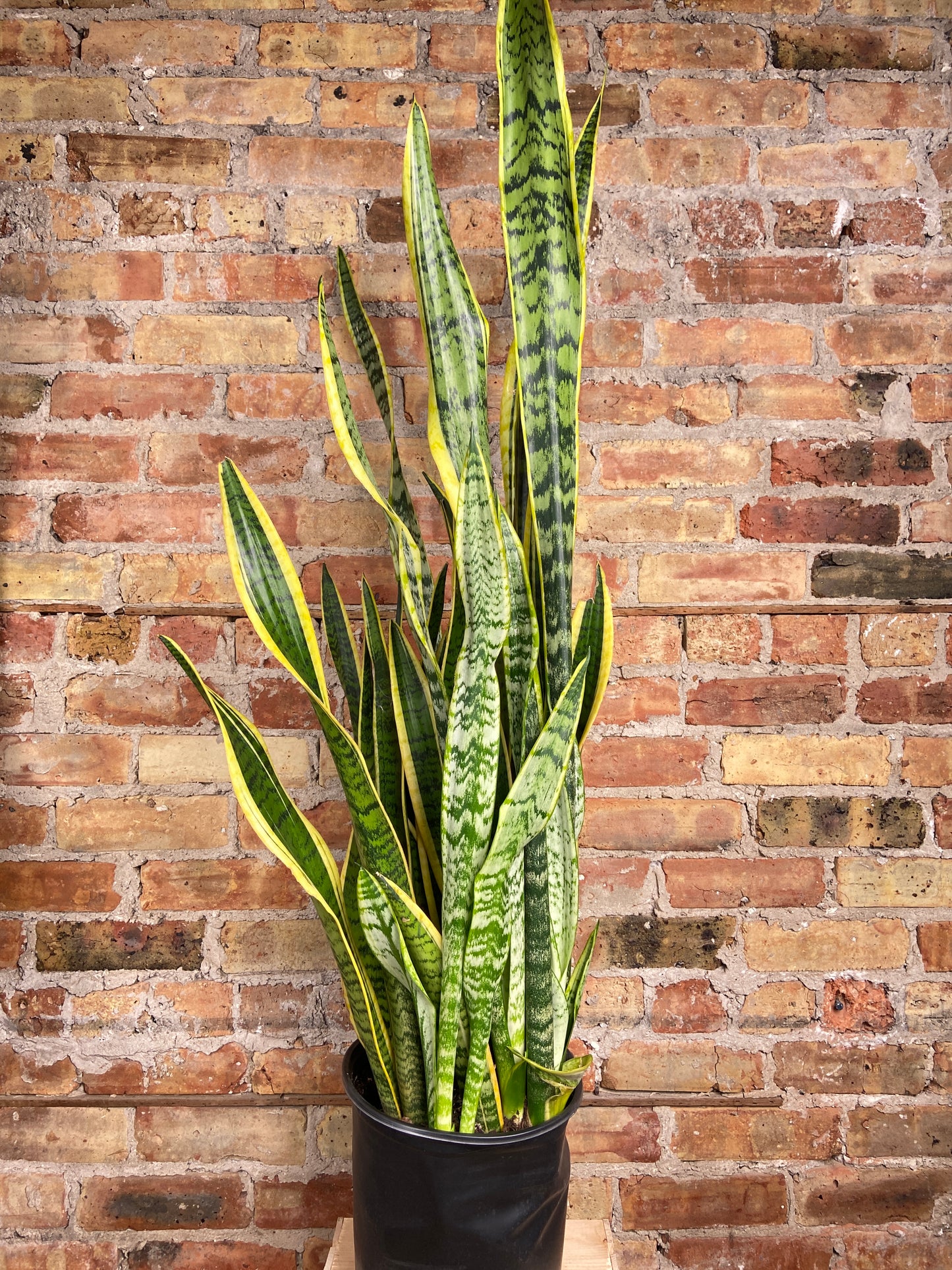 Sansevieria Laurentii (Snake Plant) - 10" Pot