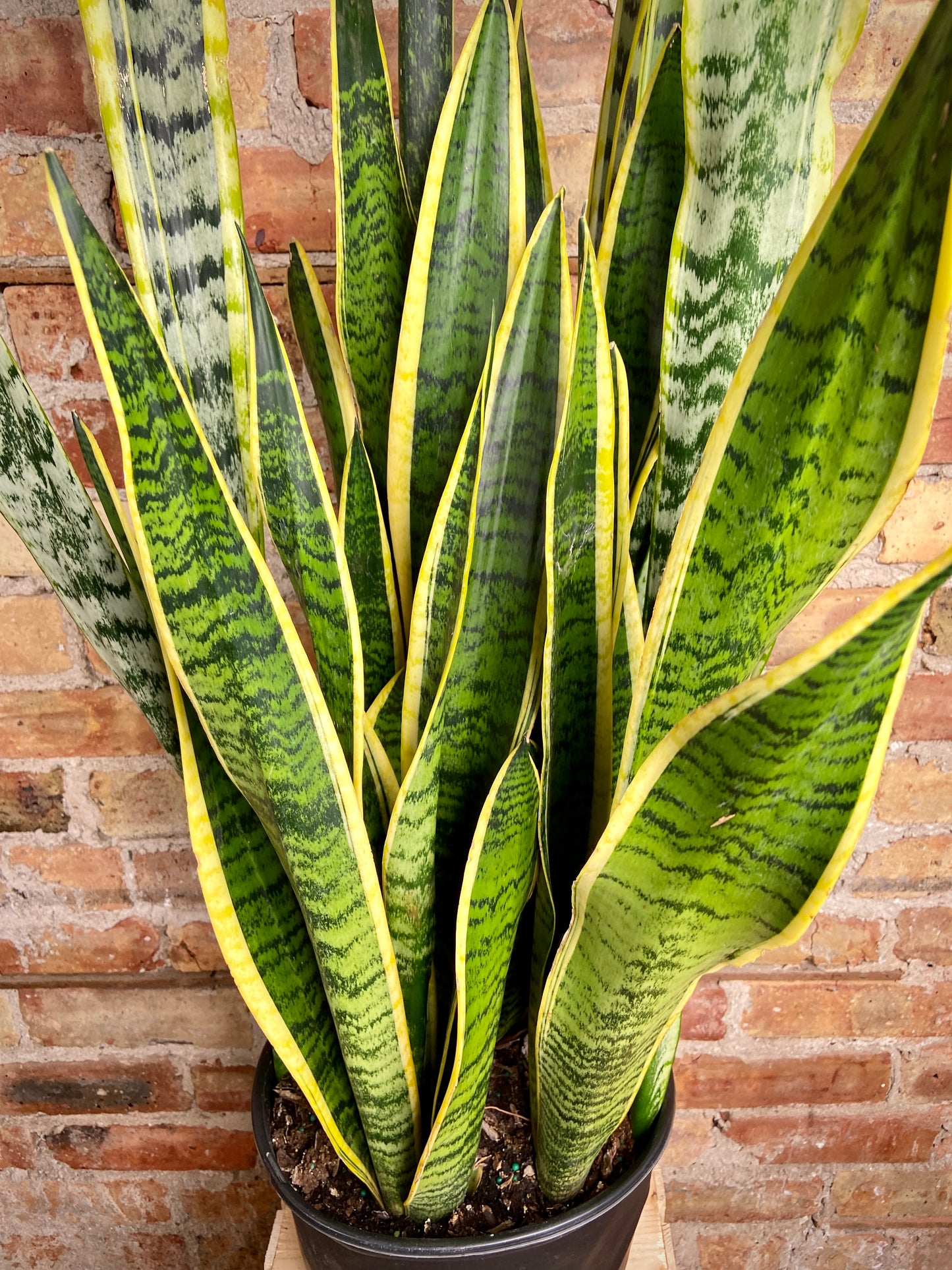 Sansevieria Laurentii (Snake Plant) - 10" Pot