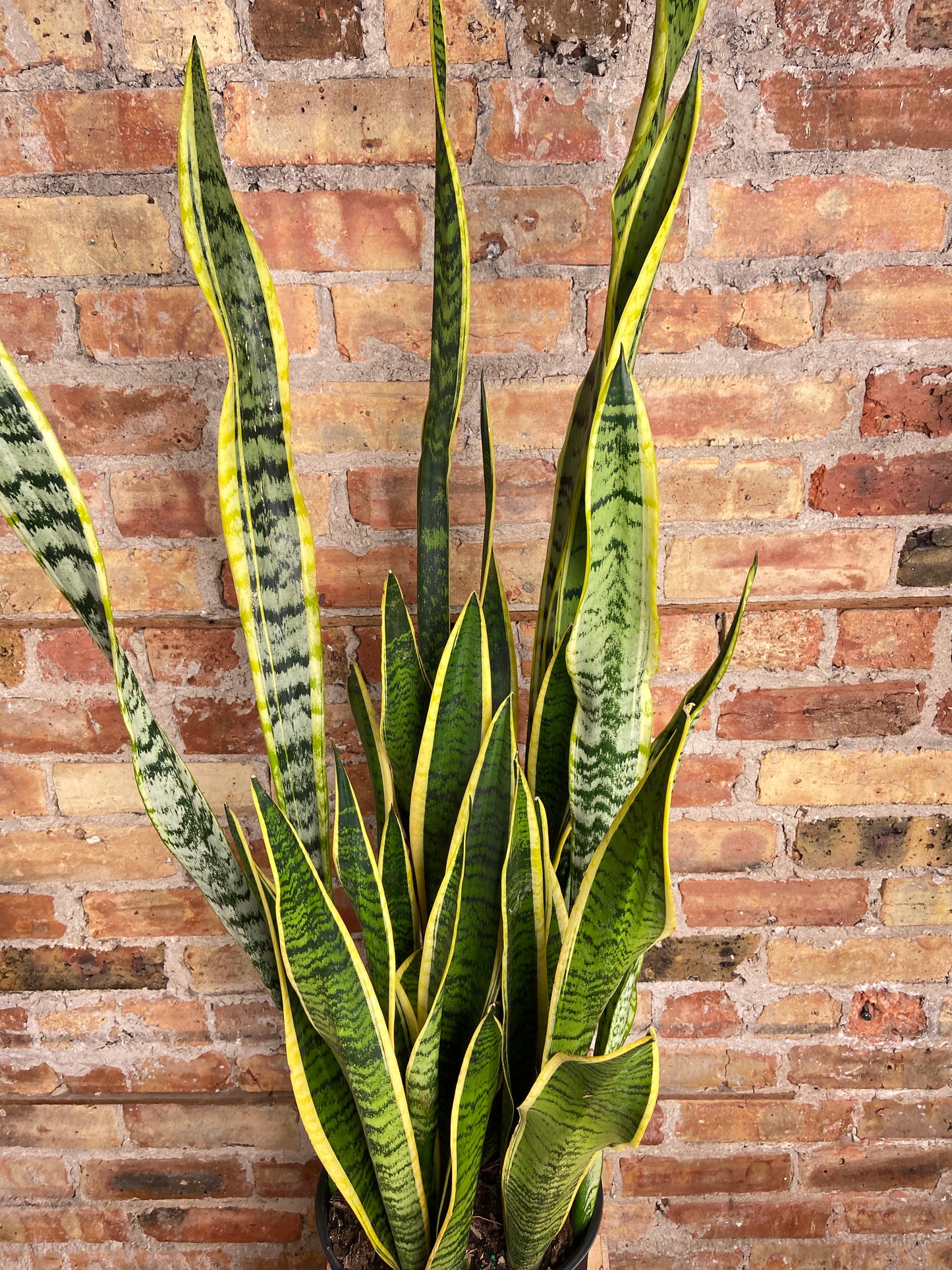 Sansevieria Laurentii (Snake Plant) - 10" Pot