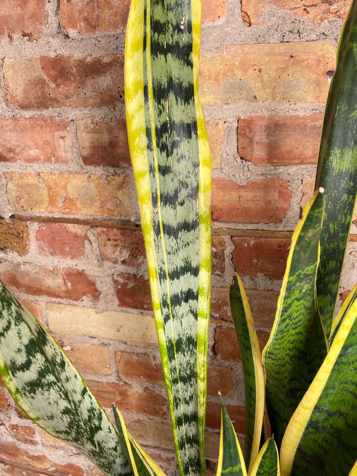 Sansevieria Laurentii (Snake Plant) - 10" Pot