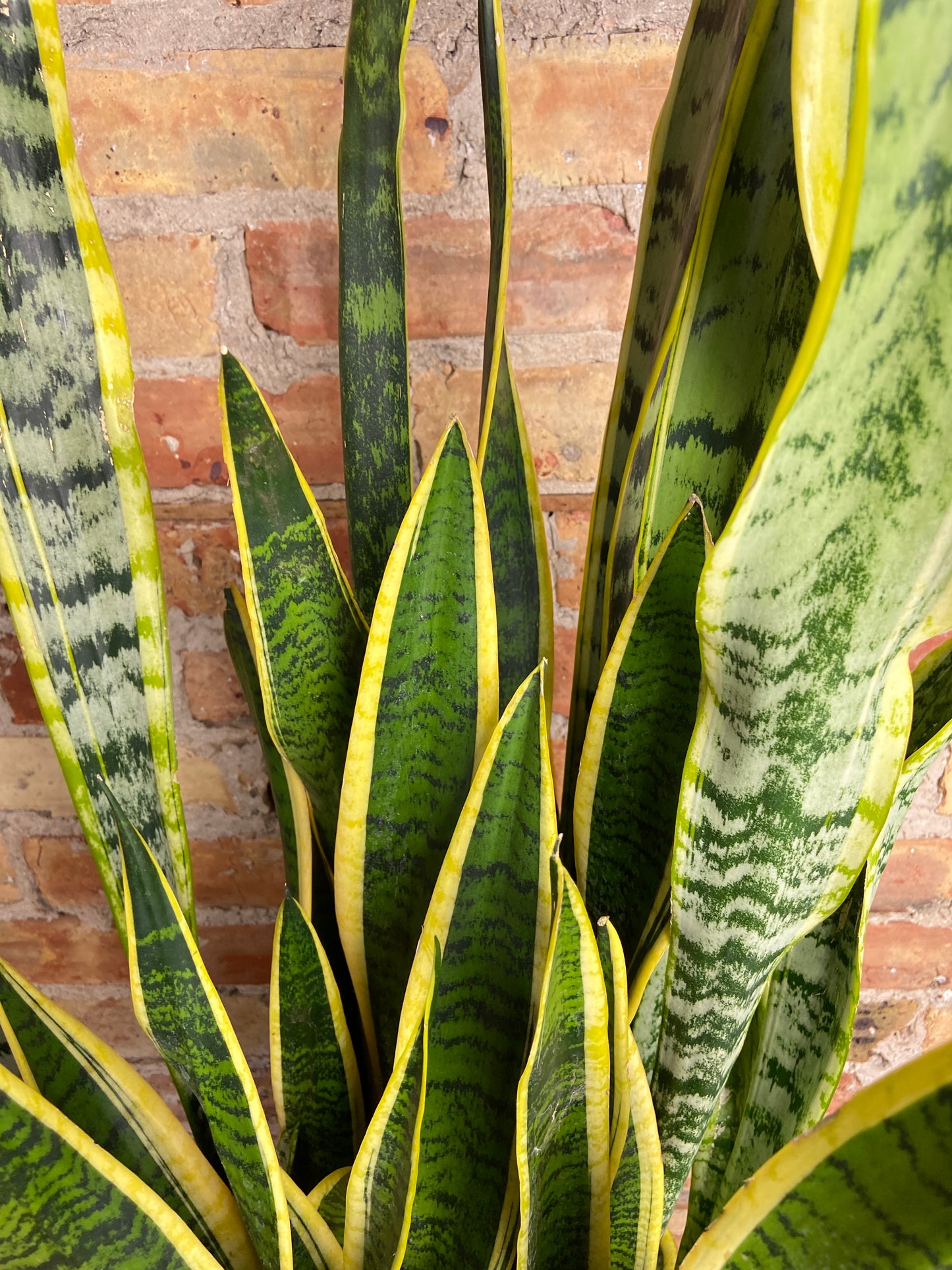 Sansevieria Laurentii (Snake Plant) - 10" Pot