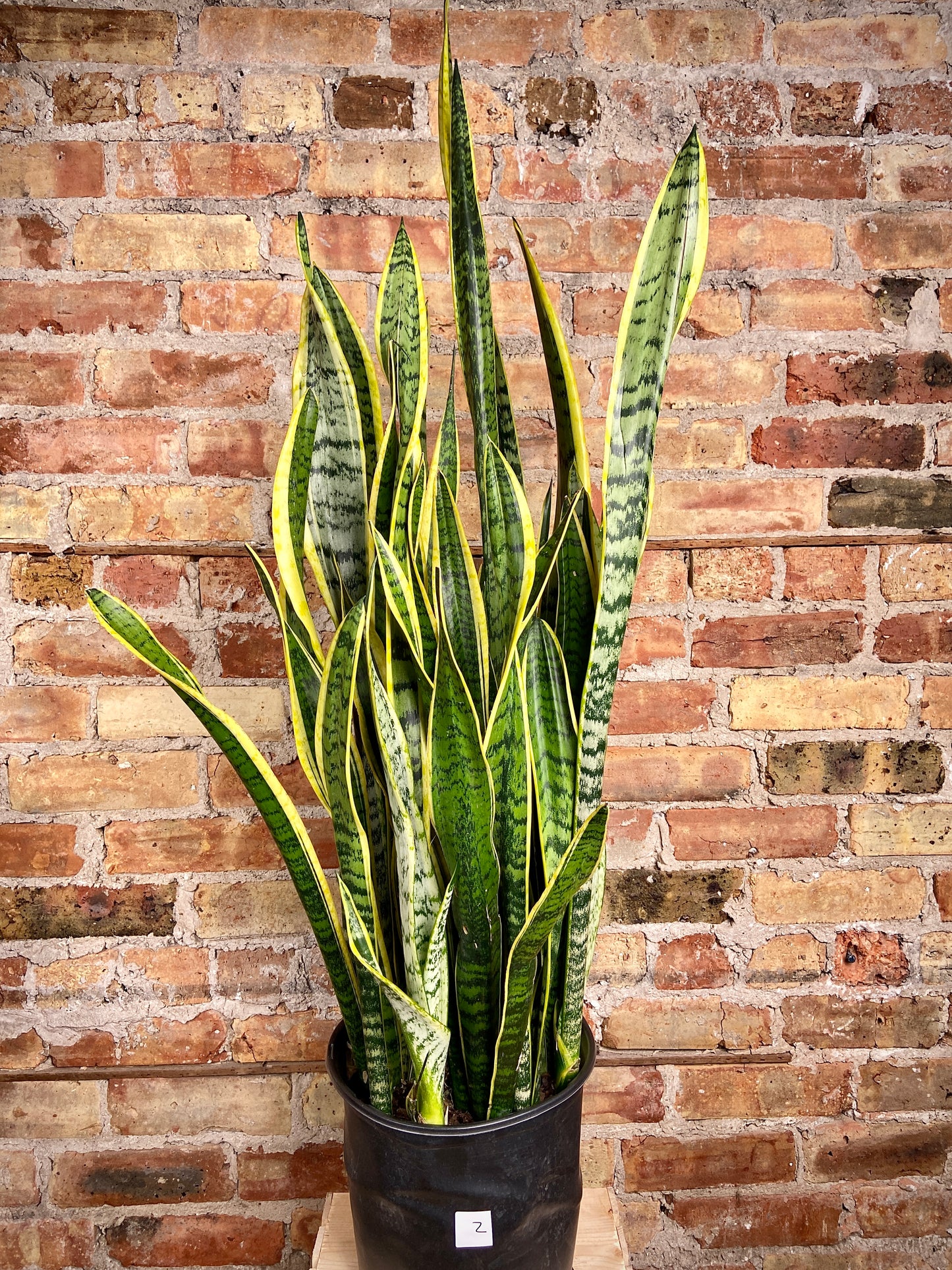 Sansevieria Laurentii (Snake Plant) - 10" Pot