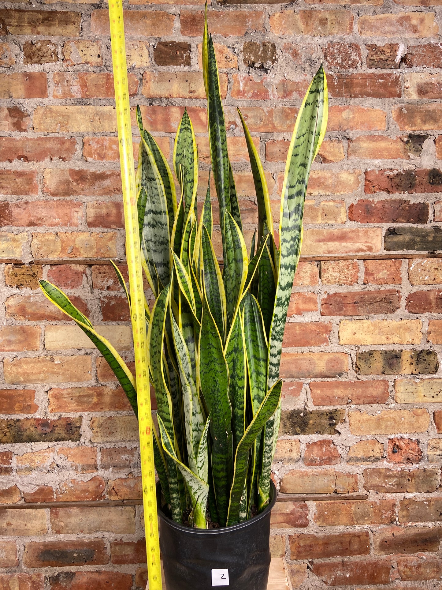 Sansevieria Laurentii (Snake Plant) - 10" Pot
