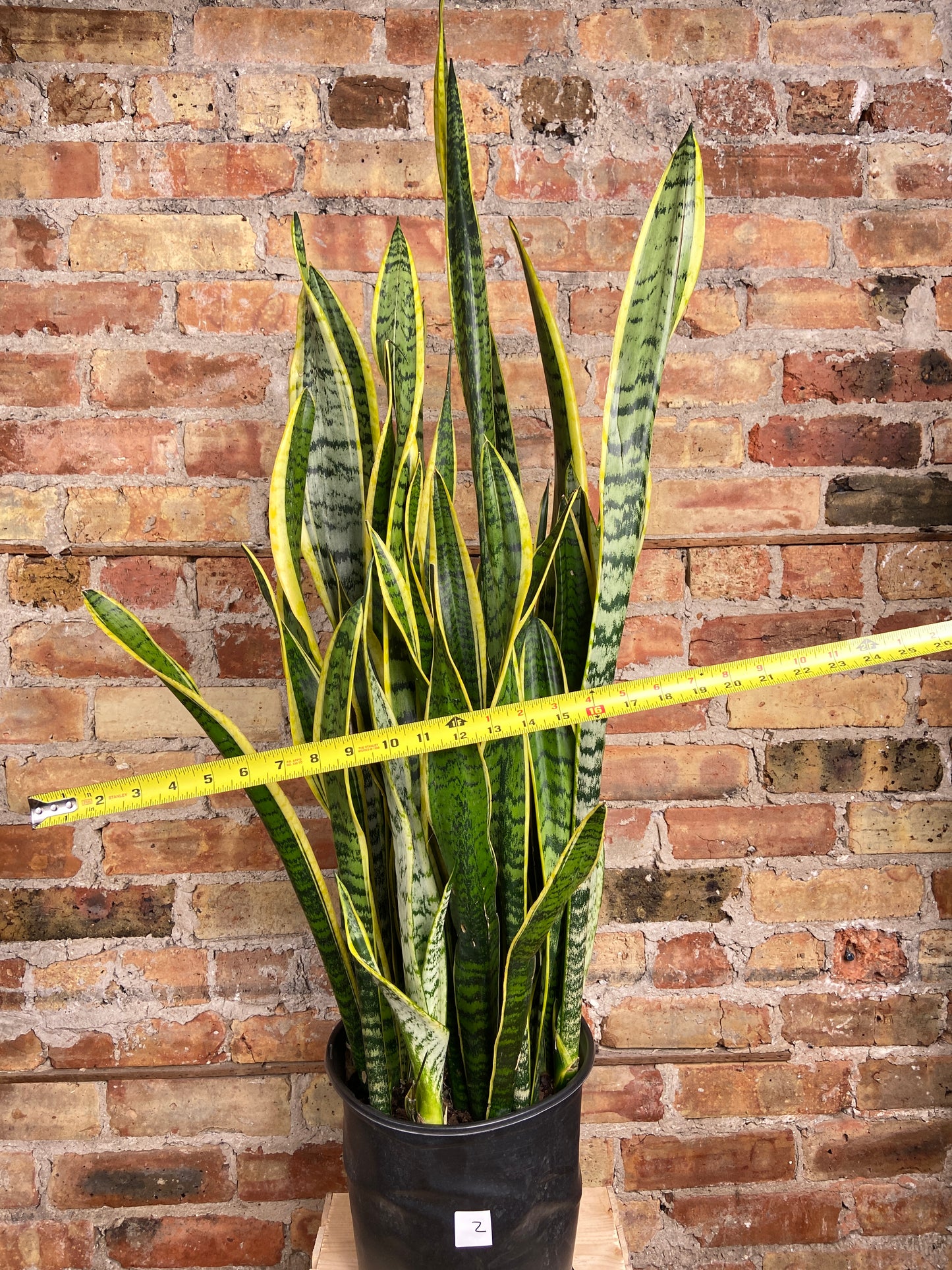 Sansevieria Laurentii (Snake Plant) - 10" Pot