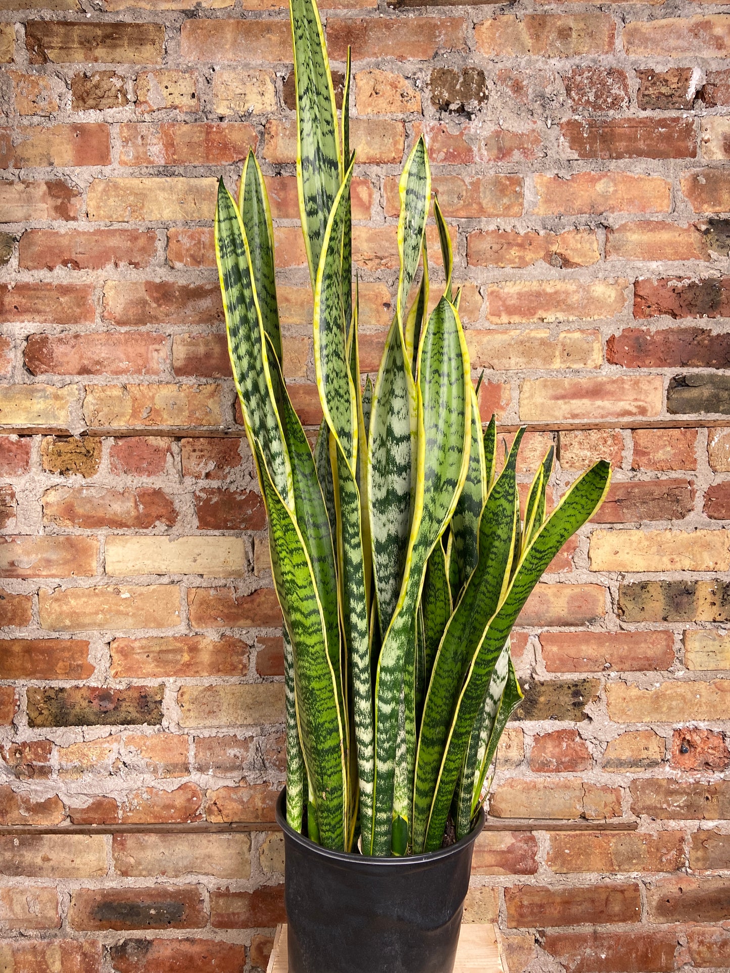 Sansevieria Laurentii (Snake Plant) - 10" Pot