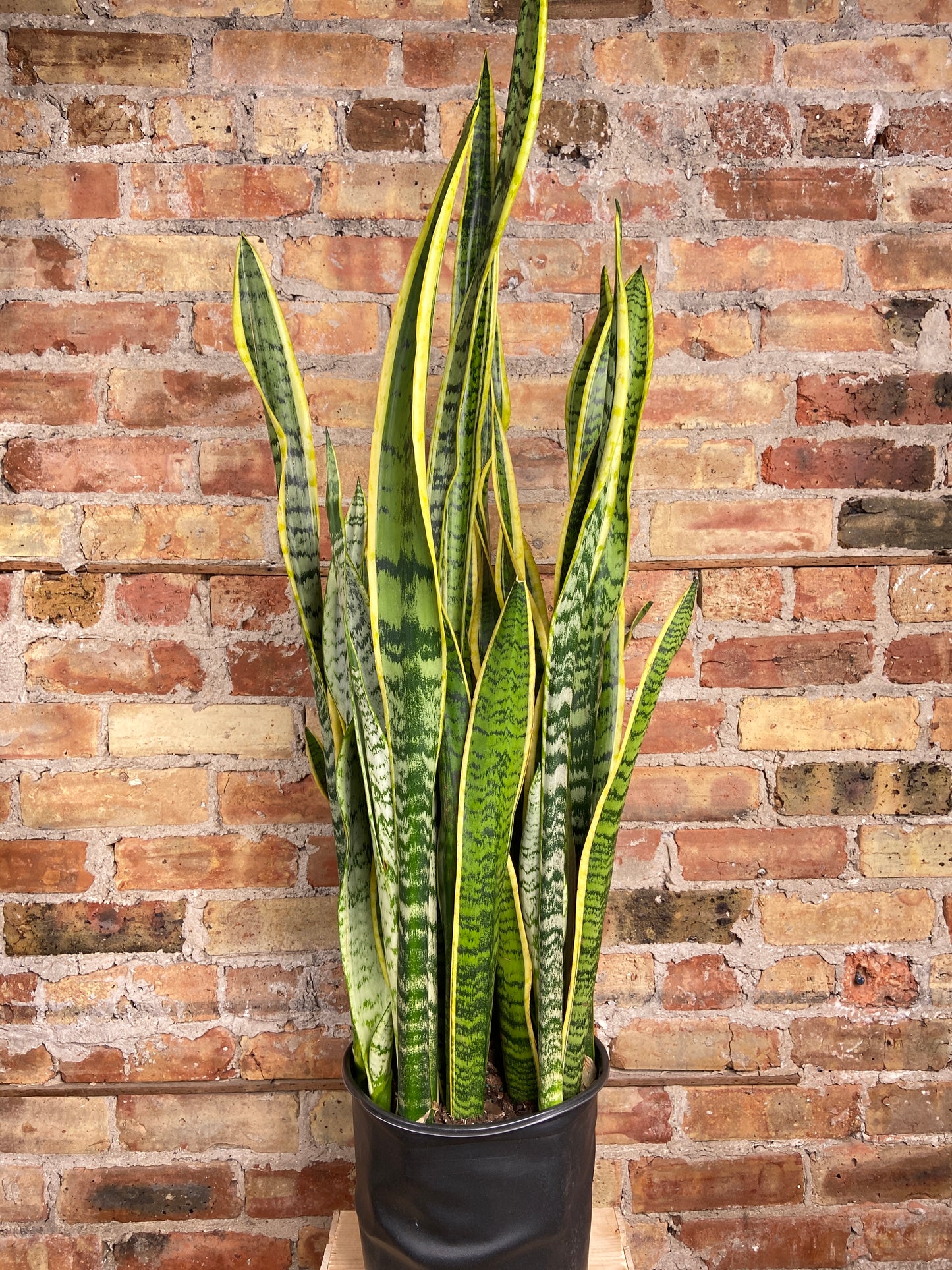 Sansevieria Laurentii (Snake Plant) - 10" Pot