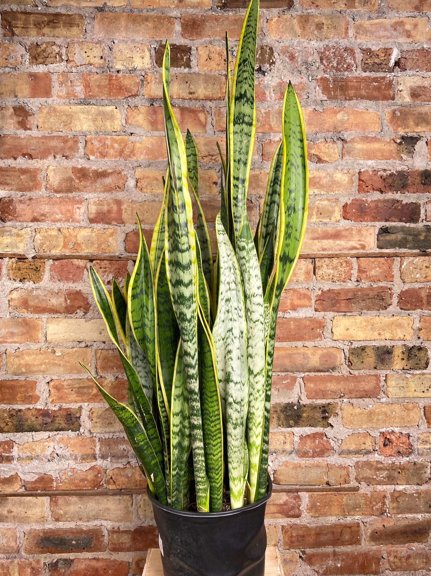 Sansevieria Laurentii (Snake Plant) - 10" Pot