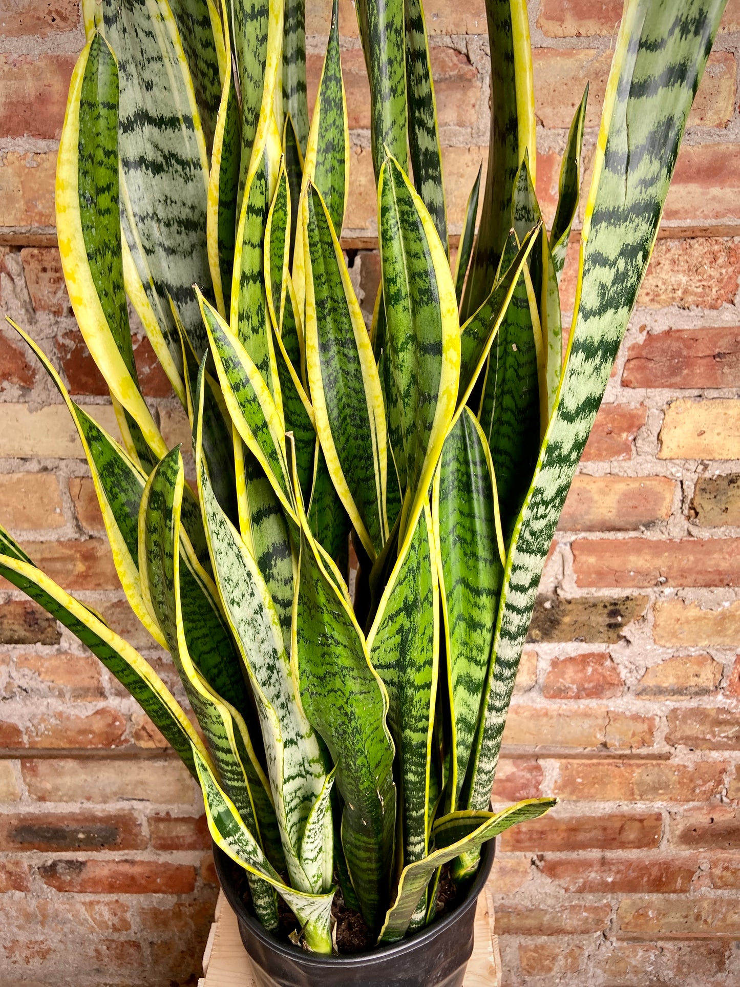 Sansevieria Laurentii (Snake Plant) - 10" Pot