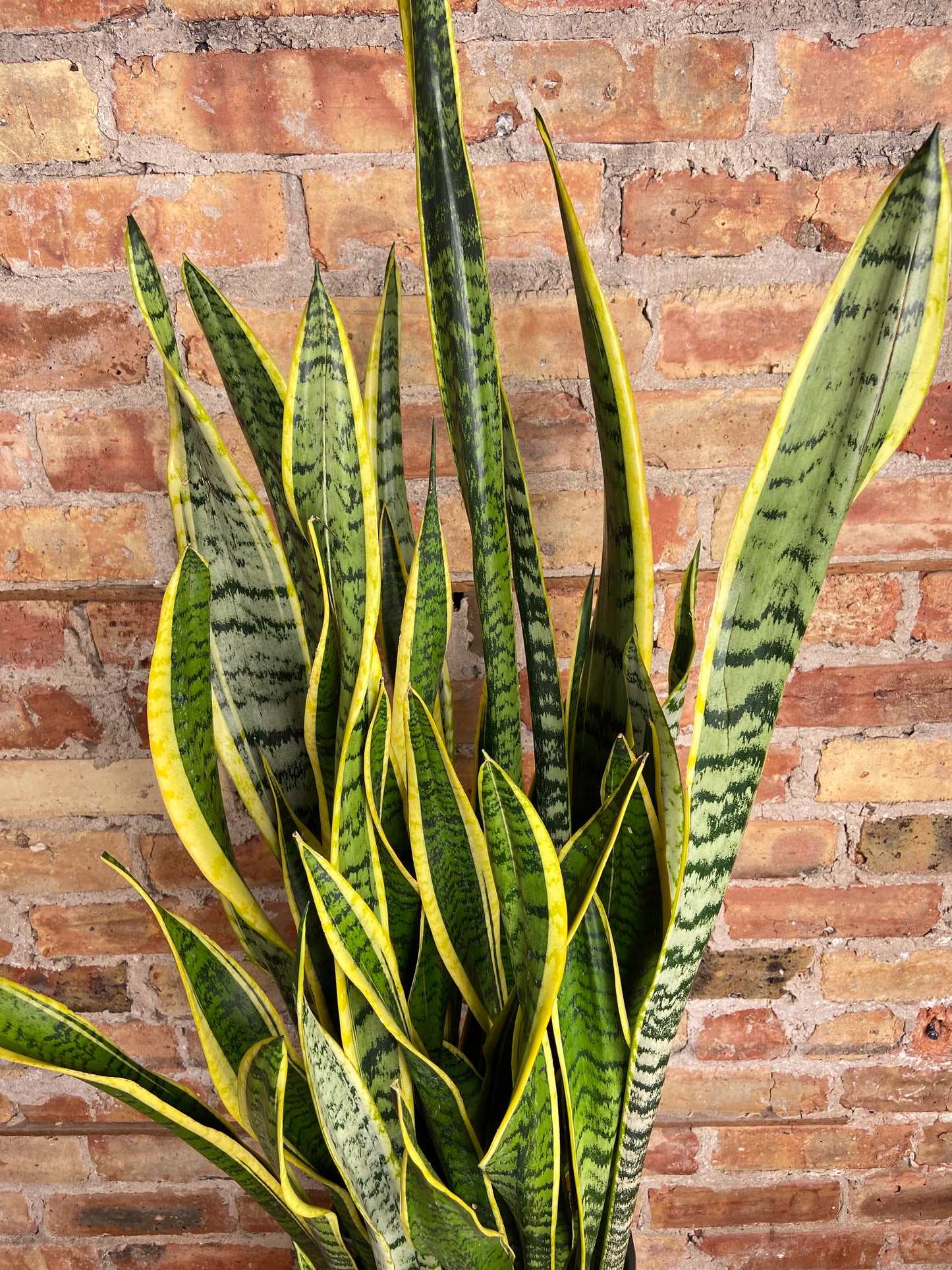 Sansevieria Laurentii (Snake Plant) - 10" Pot