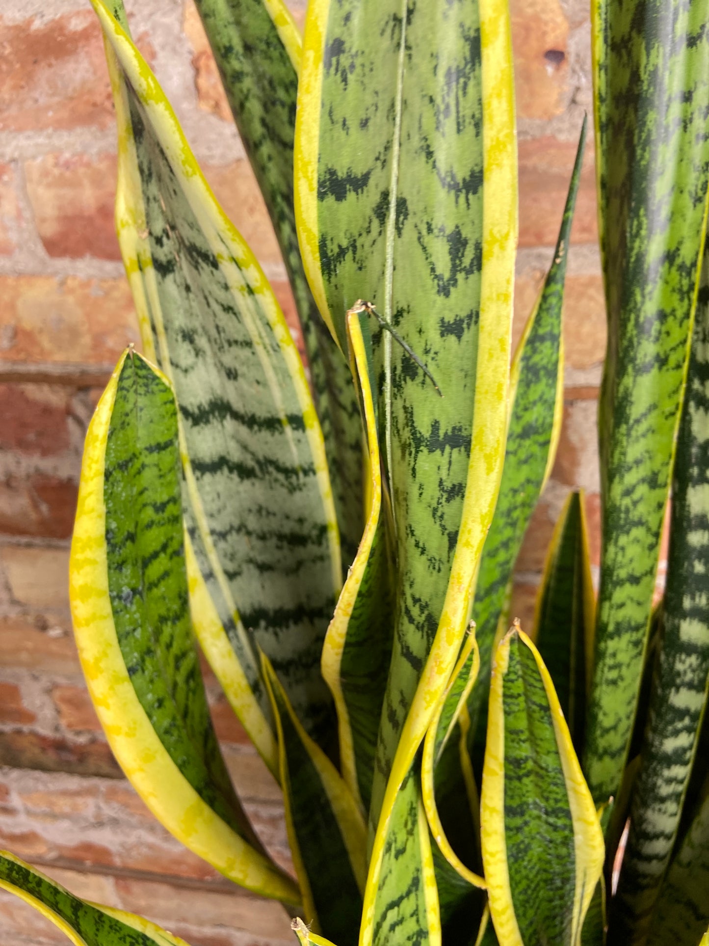 Sansevieria Laurentii (Snake Plant) - 10" Pot