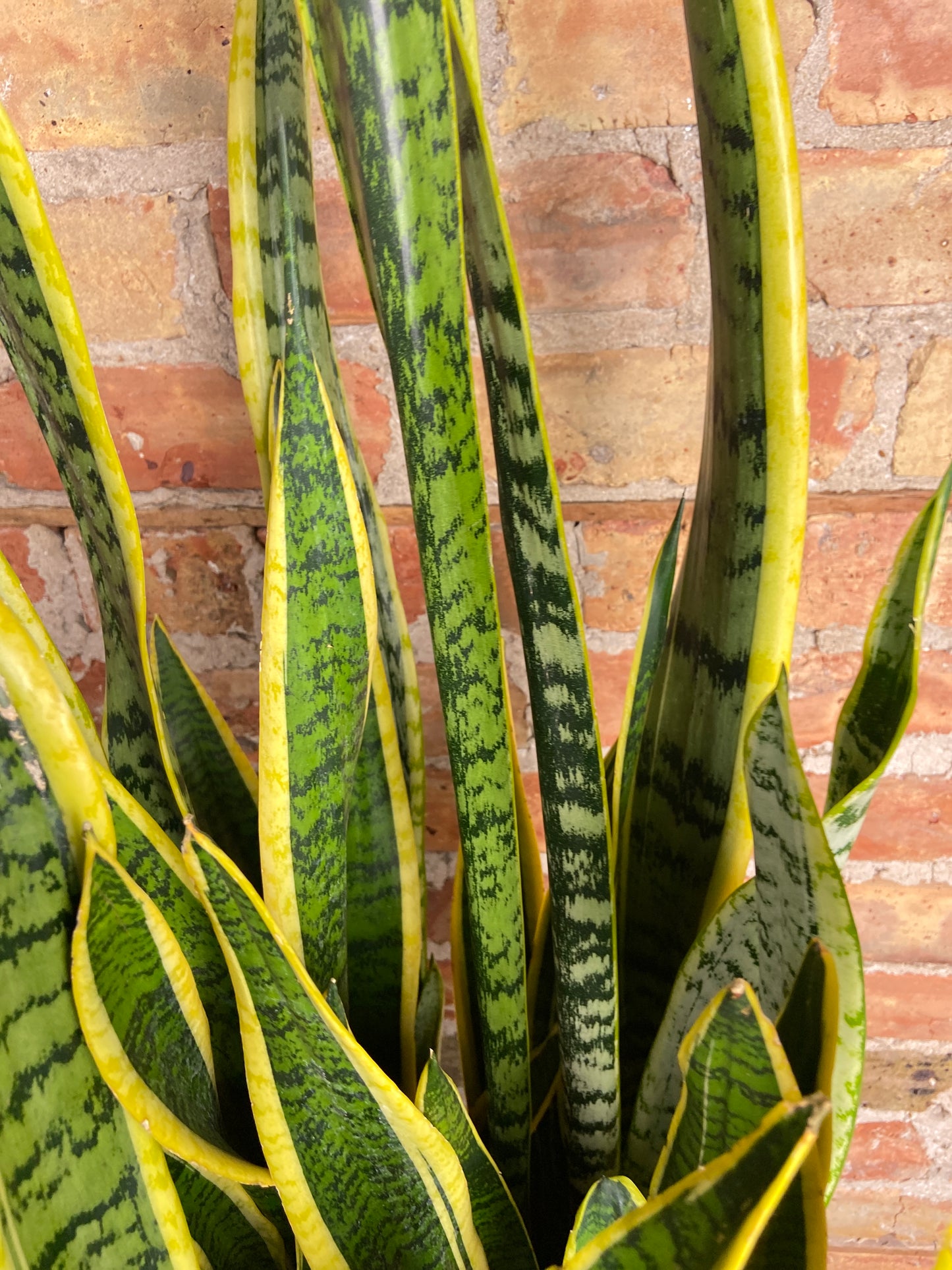 Sansevieria Laurentii (Snake Plant) - 10" Pot