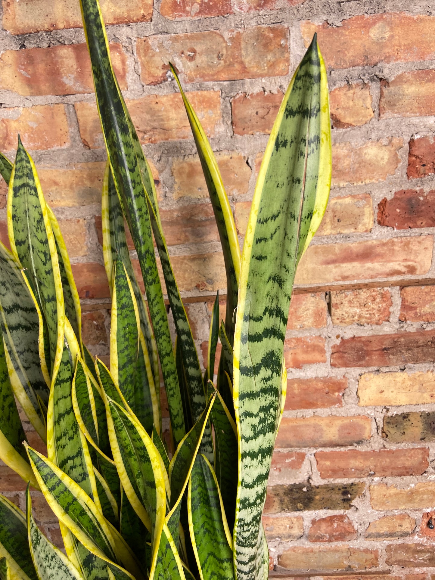 Sansevieria Laurentii (Snake Plant) - 10" Pot