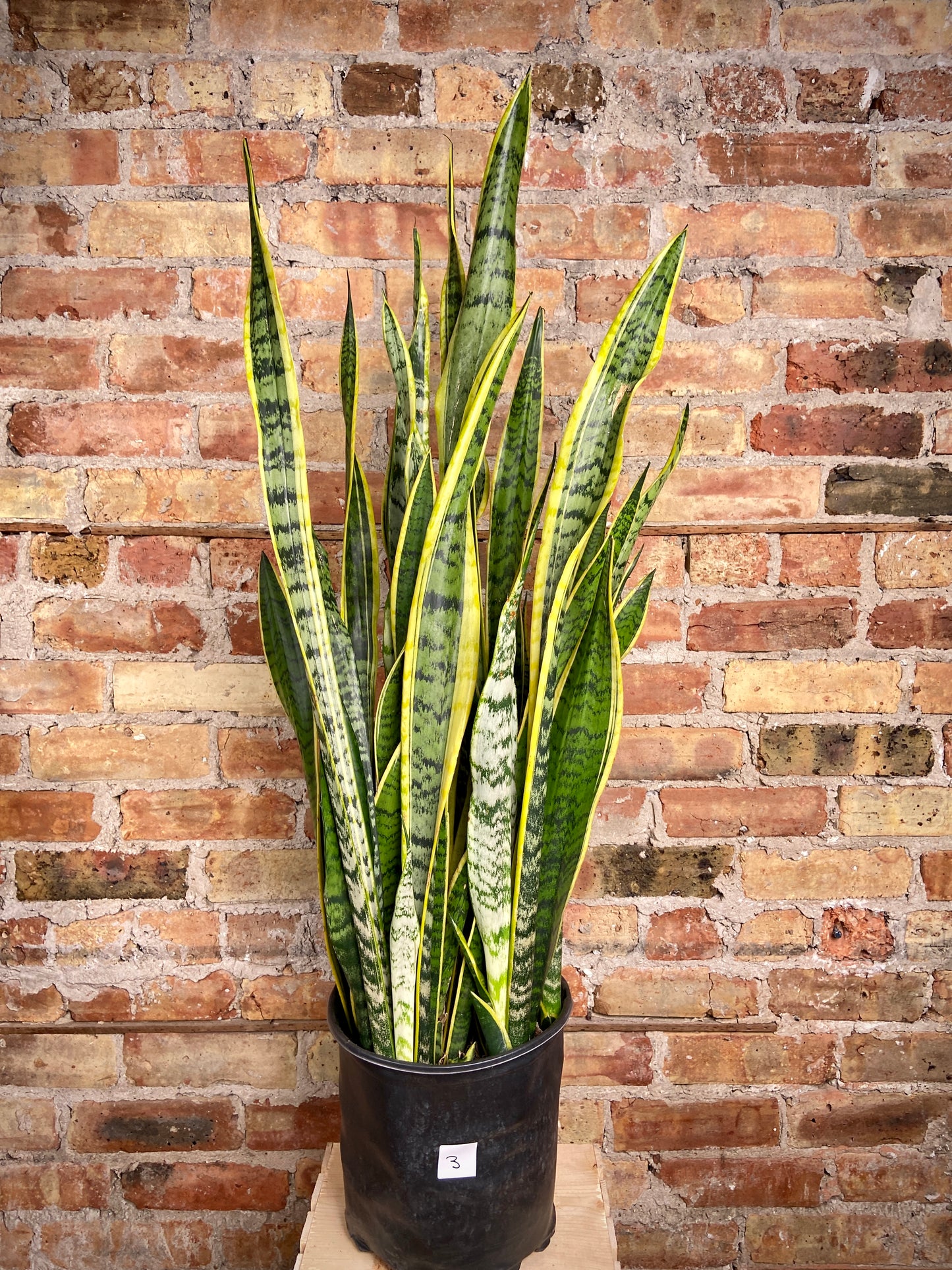 Sansevieria Laurentii (Snake Plant) - 10" Pot