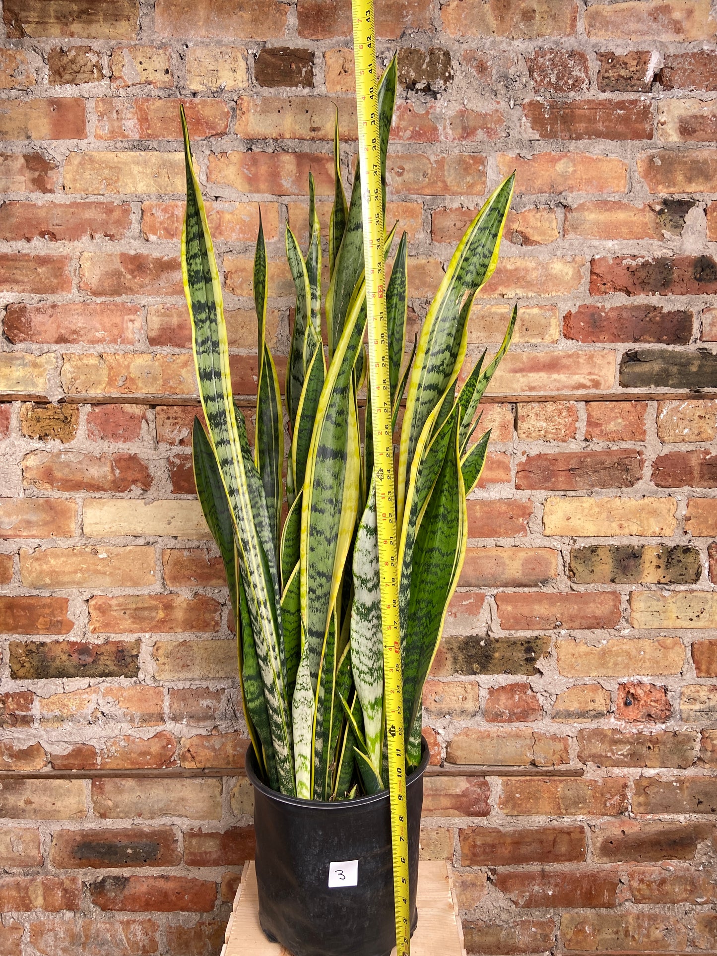 Sansevieria Laurentii (Snake Plant) - 10" Pot