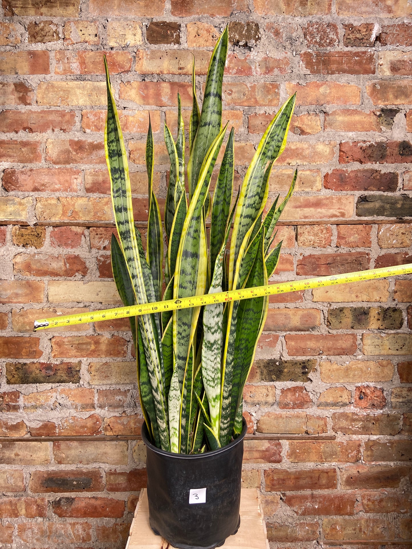 Sansevieria Laurentii (Snake Plant) - 10" Pot